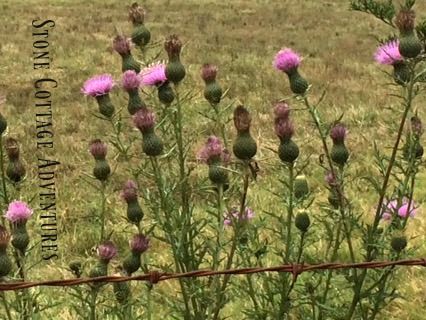 Travels with Marci Thistles and a View