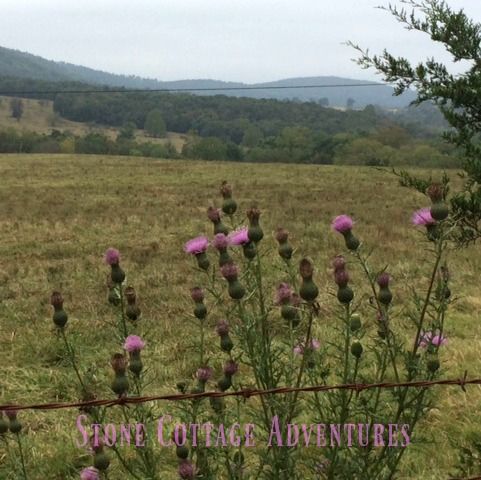 Travels with Marci Thistles and a View – photo 3