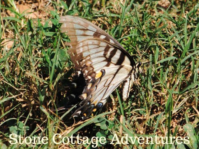 Garden Guest: Tired Tiger?