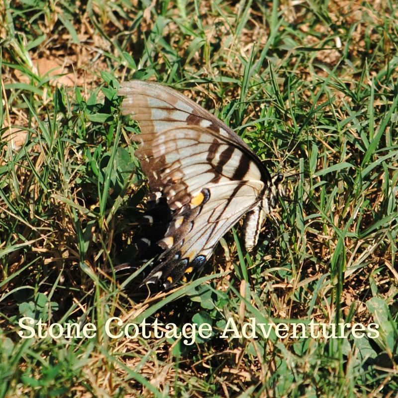 Garden Guest: Tired Tiger? – photo 1