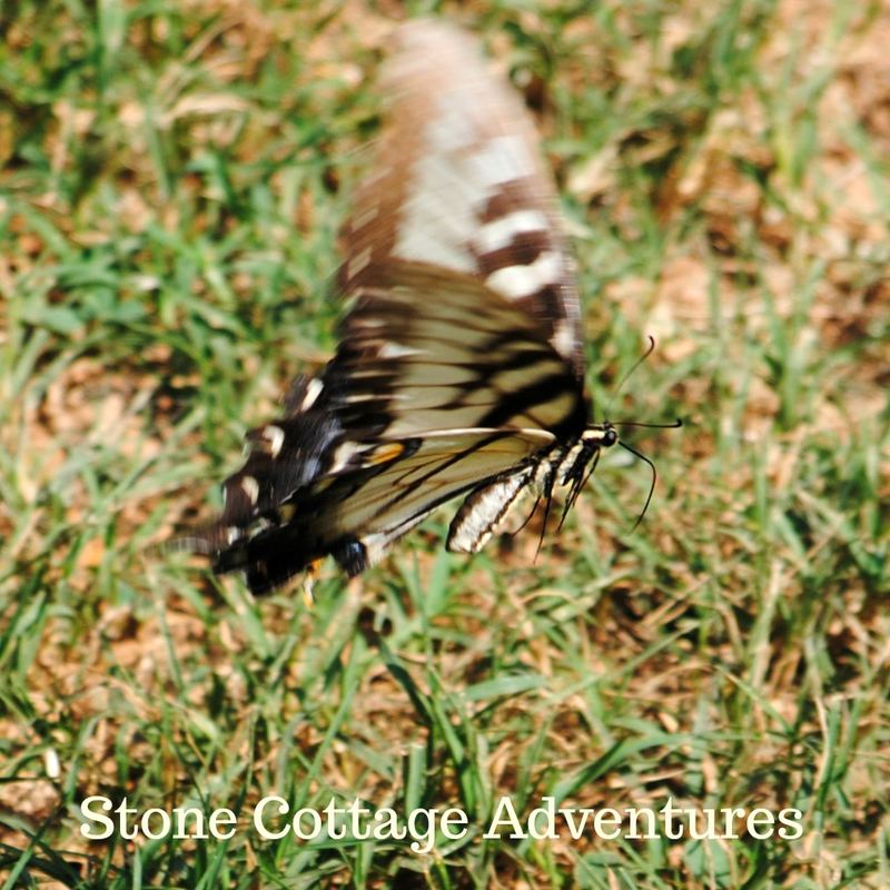 Garden Guest: Tired Tiger? – photo 4
