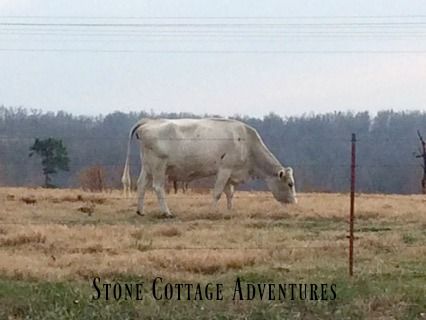 Travels with Marci and The Cows on Hwy 127