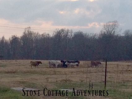 Travels with Marci and The Cows on Hwy 127 – photo 3
