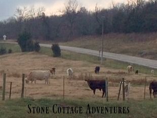 Travels with Marci and The Cows on Hwy 127 – photo 4