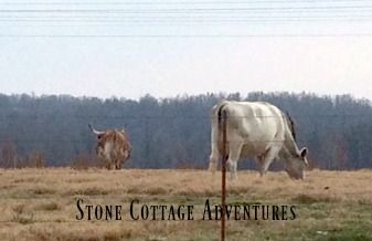 Travels with Marci and The Cows on Hwy 127 – photo 5