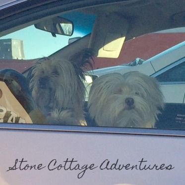 Travels with Marci and Other Passengers