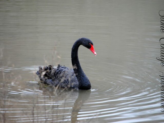 Black Swan at Lake Bella Vista