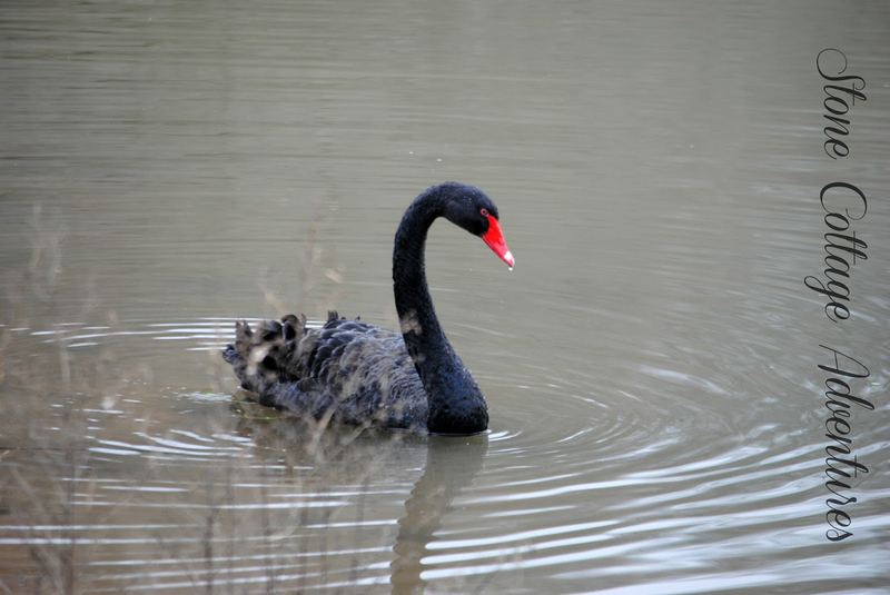 Black Swan at Lake Bella Vista – photo 1