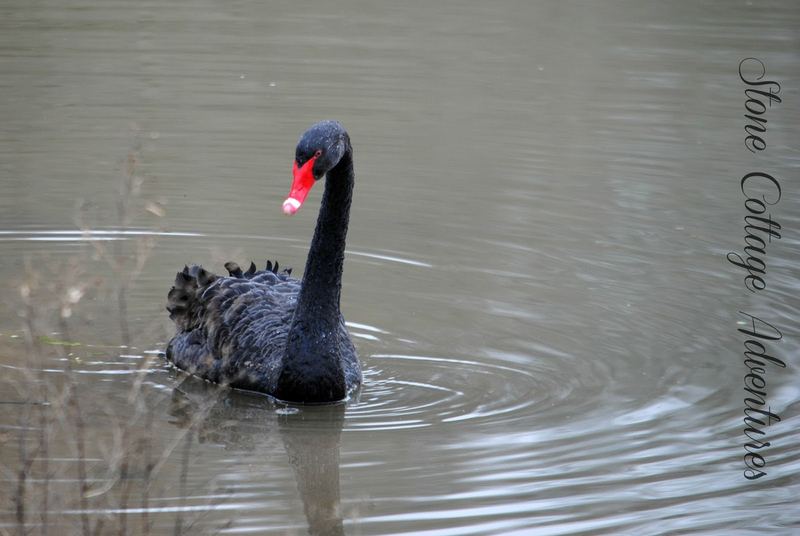 Black Swan at Lake Bella Vista – photo 3