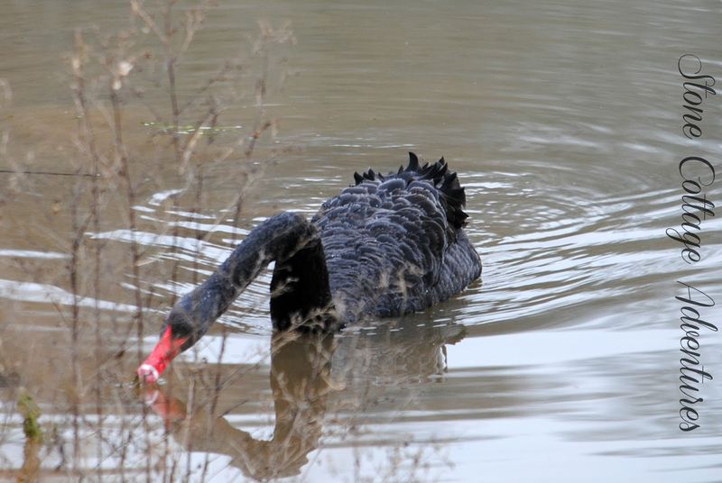 Black Swan at Lake Bella Vista – photo 4