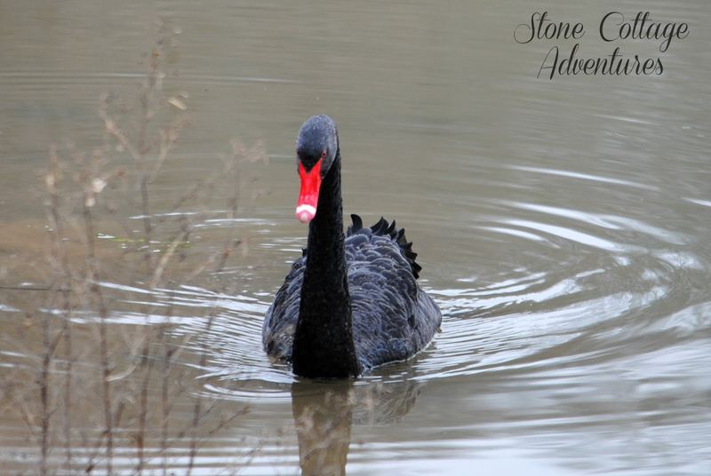 Black Swan at Lake Bella Vista – photo 5