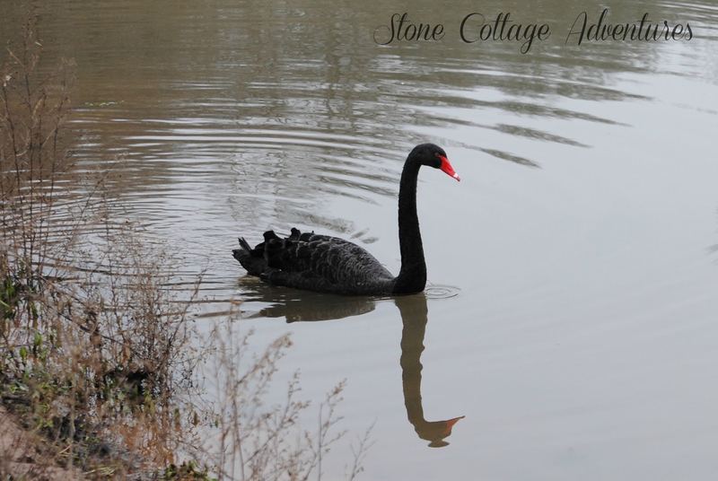 Black Swan at Lake Bella Vista – photo 6