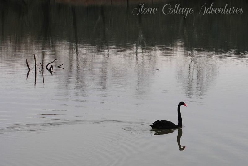 Black Swan at Lake Bella Vista – photo 7