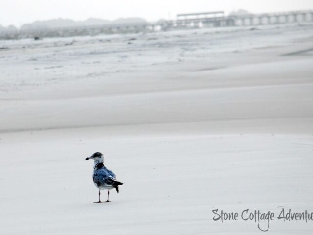 Travels with Marci. Walking with a Gull on the Gulf