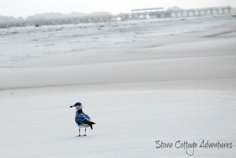 Travels with Marci.  Walking with a Gull on the Gulf – photo 1