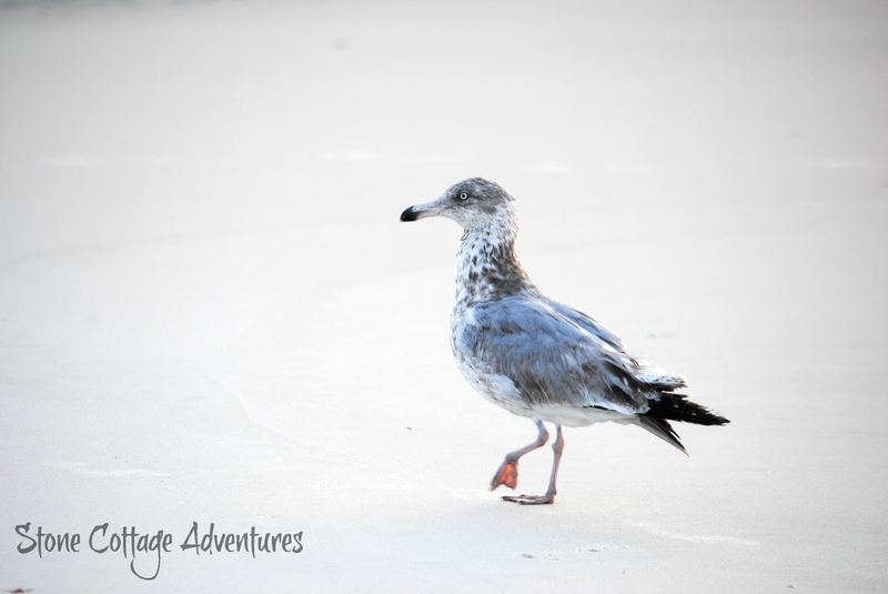 Travels with Marci.  Walking with a Gull on the Gulf – photo 10