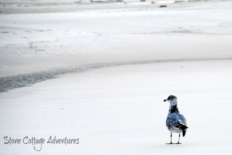 Travels with Marci.  Walking with a Gull on the Gulf – photo 3