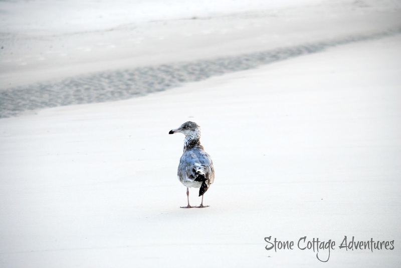 Travels with Marci.  Walking with a Gull on the Gulf – photo 4