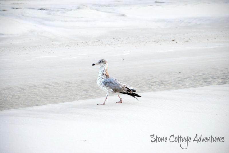 Travels with Marci.  Walking with a Gull on the Gulf – photo 5