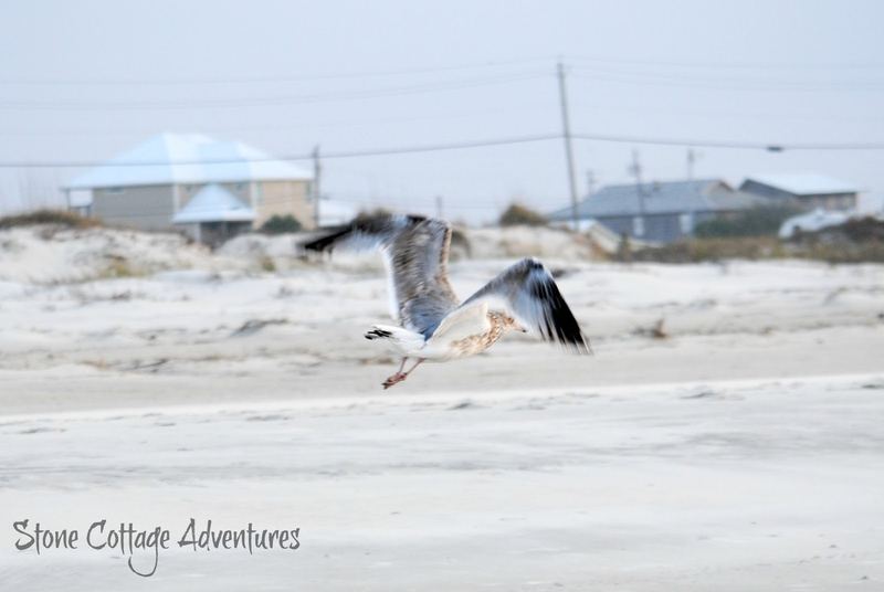 Travels with Marci.  Walking with a Gull on the Gulf – photo 6
