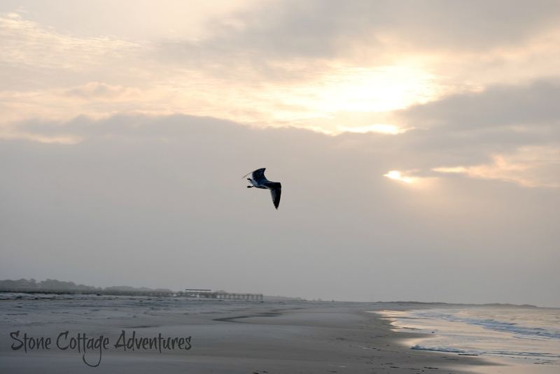 Travels with Marci.  Walking with a Gull on the Gulf – photo 7