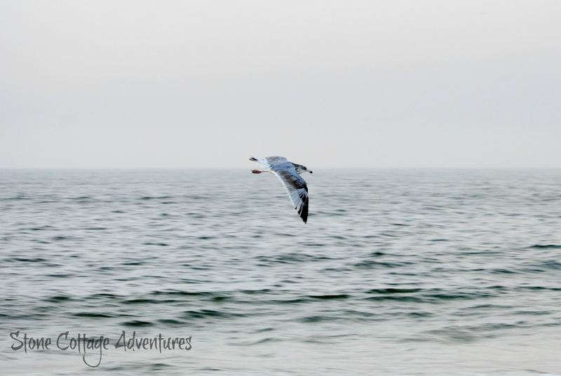 Travels with Marci.  Walking with a Gull on the Gulf – photo 8