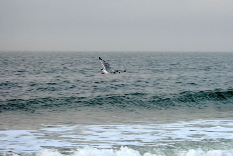 Travels with Marci.  Walking with a Gull on the Gulf – photo 9