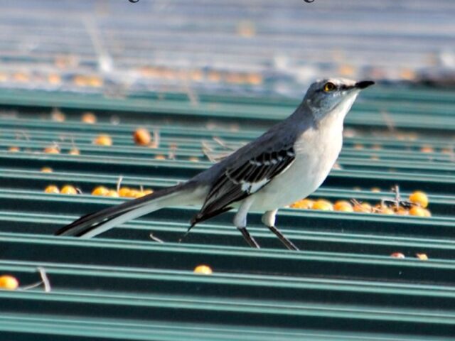 Garden Guest: mock YEAH ing YEAH bird YEAH