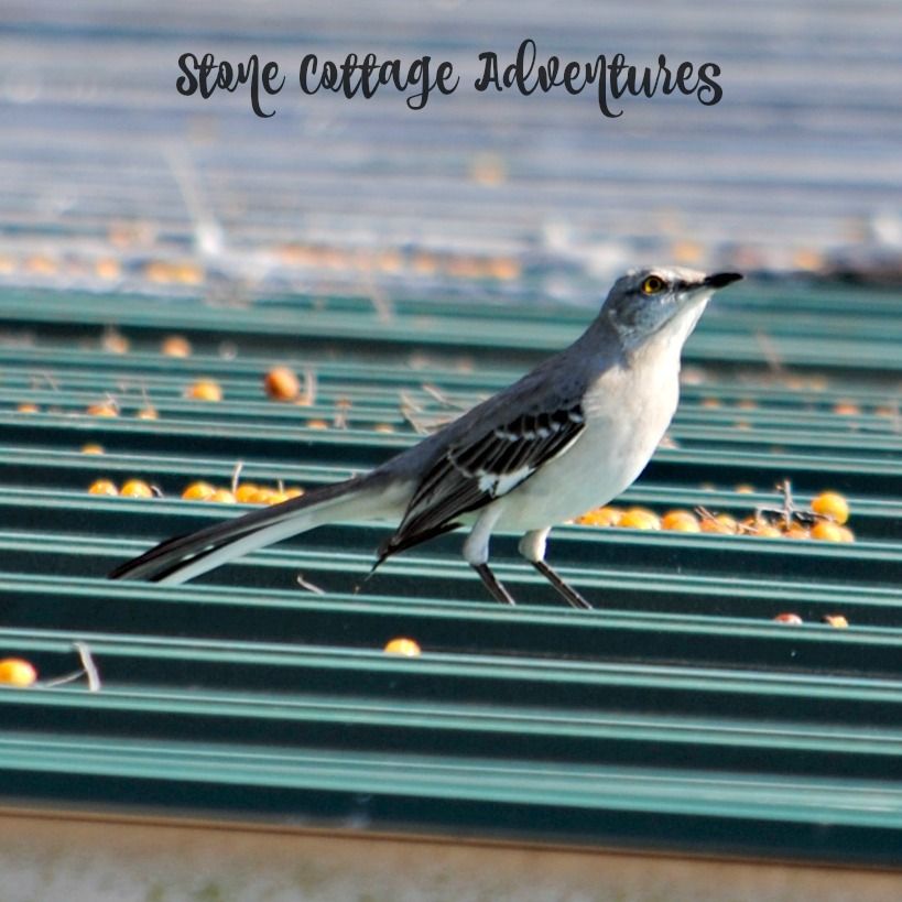 Garden Guest: mock YEAH ing YEAH bird YEAH – photo 1
