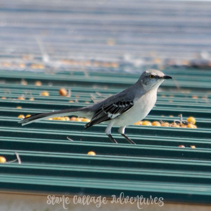 Garden Guest: mock YEAH ing YEAH bird YEAH – photo 4