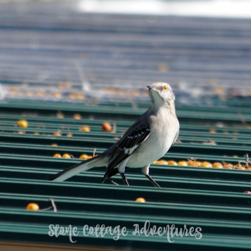 Garden Guest: mock YEAH ing YEAH bird YEAH – photo 5