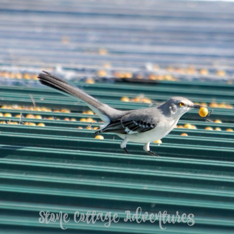 Garden Guest: mock YEAH ing YEAH bird YEAH – photo 8