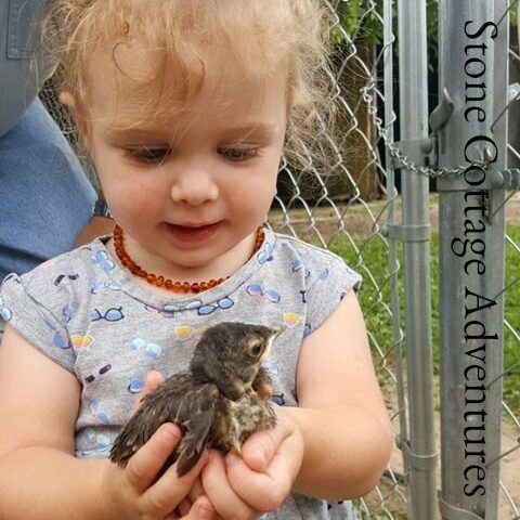Garden Guest: Our Favorite Neighbor