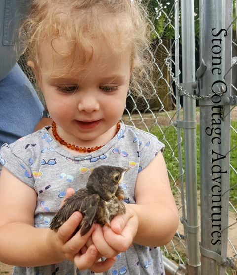 Garden Guest: Our Favorite Neighbor – photo 1
