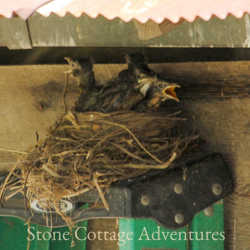 Garden Guest: Our Favorite Neighbor – photo 3