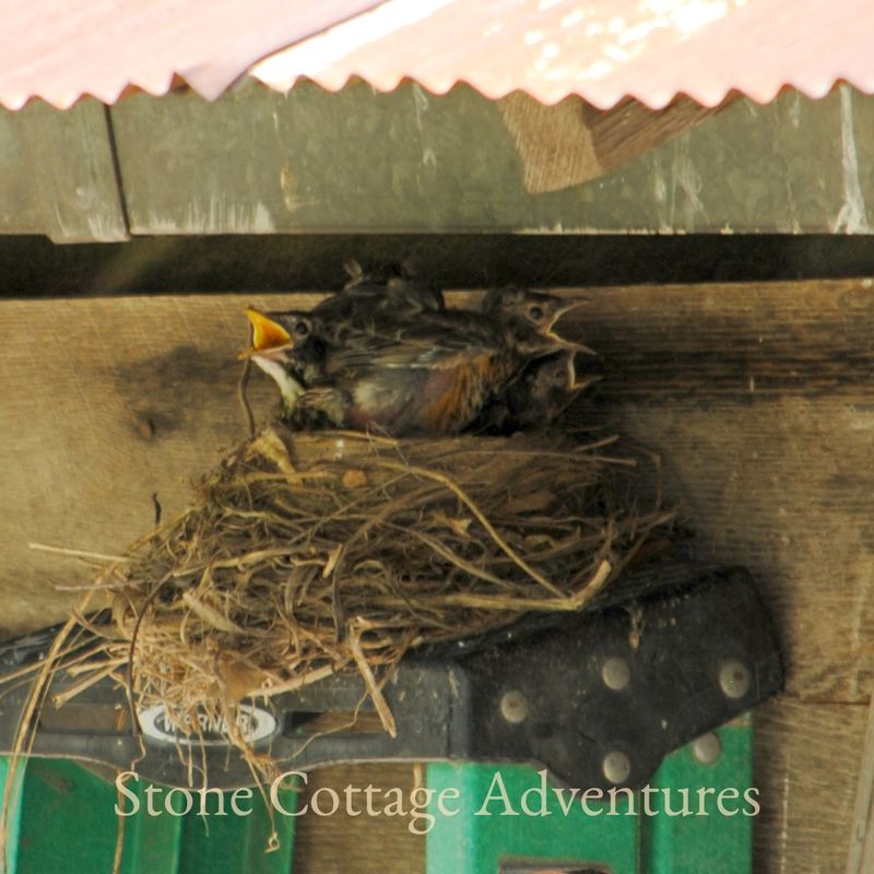 Garden Guest: Our Favorite Neighbor – photo 4