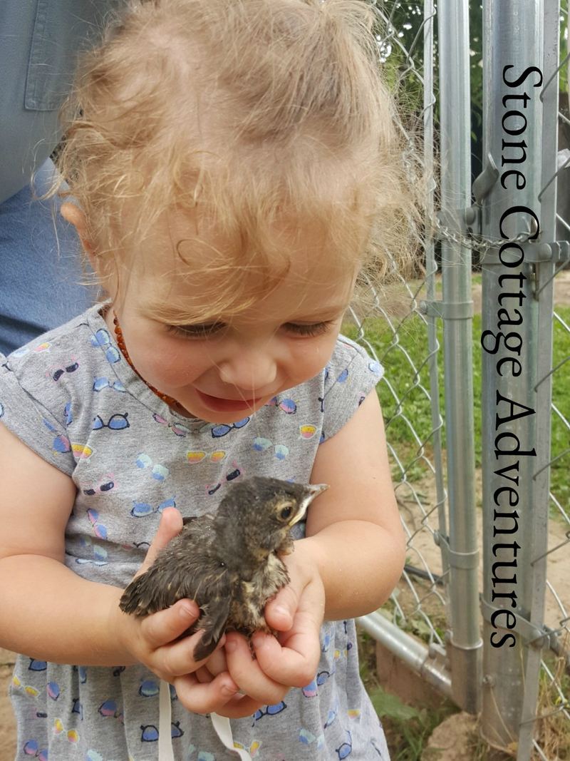 Garden Guest: Our Favorite Neighbor – photo 6