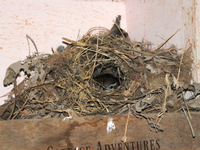 Garden Guest: Wren