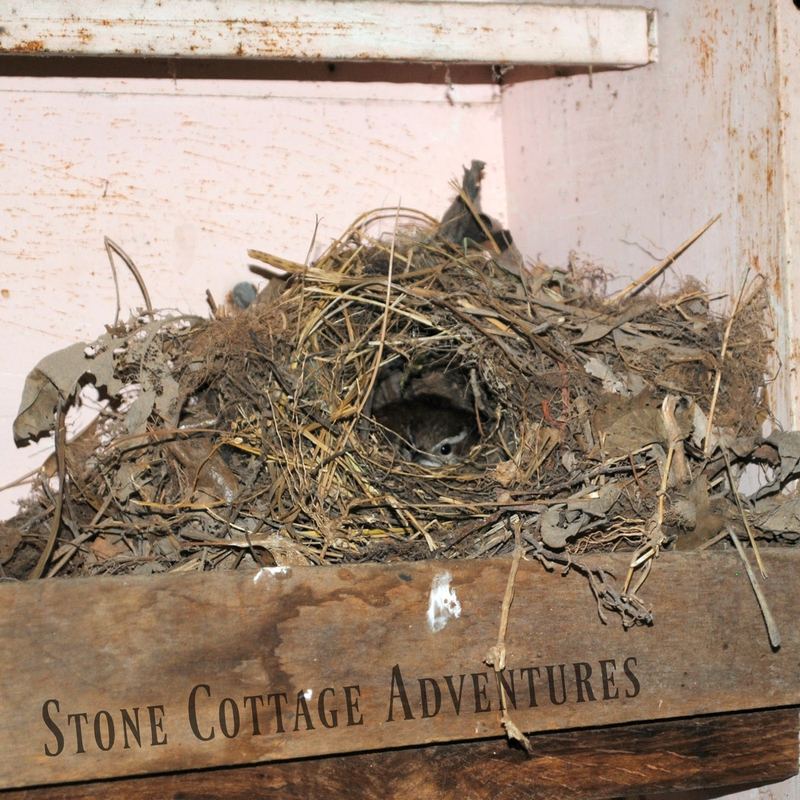 Garden Guest:  Wren – photo 1