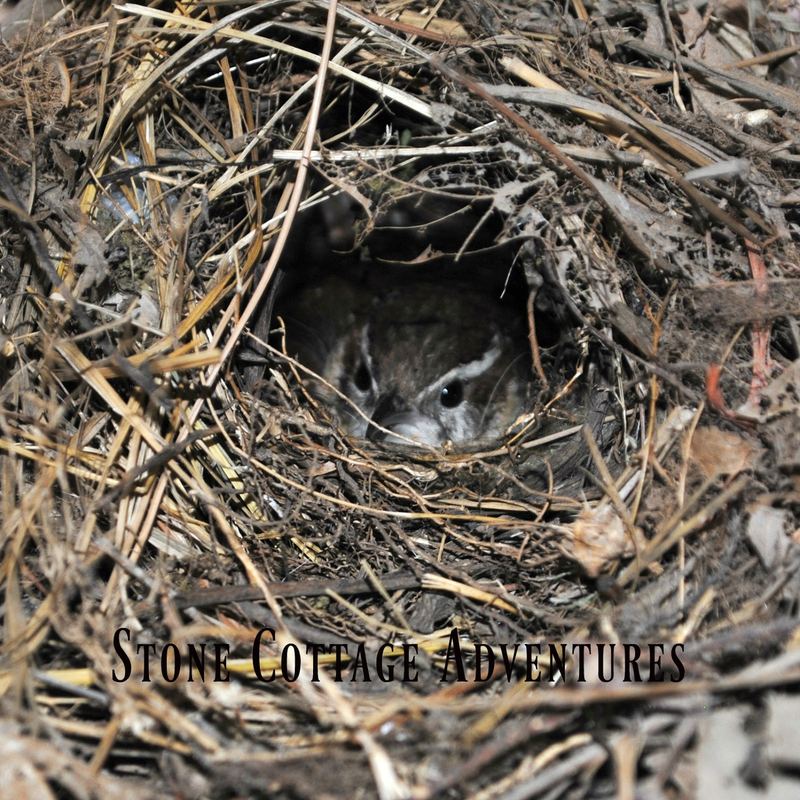 Garden Guest:  Wren – photo 3