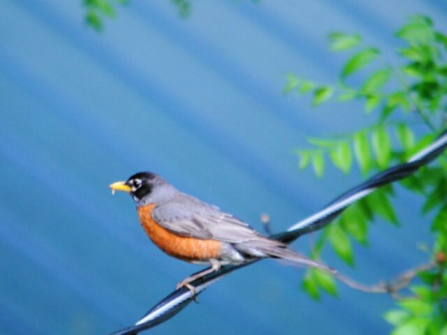 Garden Guest: Robin at Bath Time