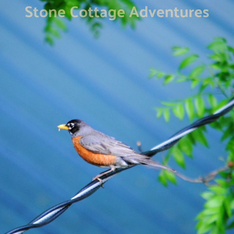 Garden Guest:  Robin at Bath Time – photo 1