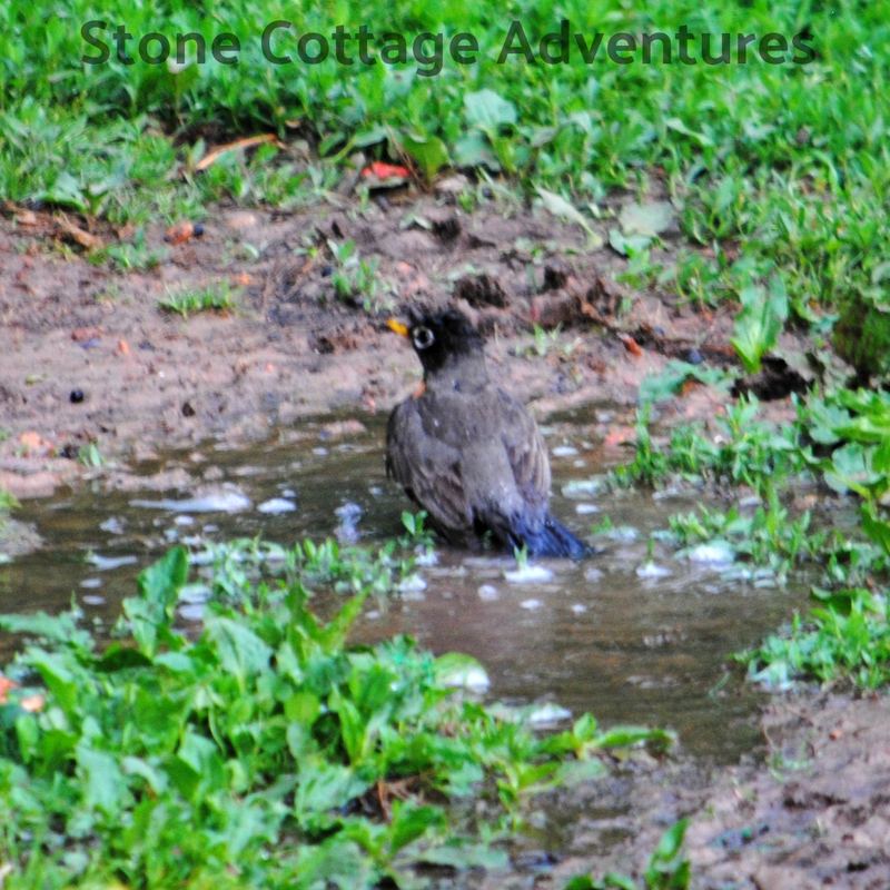 Garden Guest:  Robin at Bath Time – photo 3