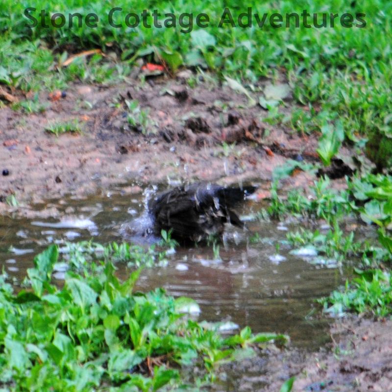 Garden Guest:  Robin at Bath Time – photo 4