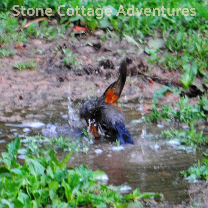 Garden Guest:  Robin at Bath Time – photo 5