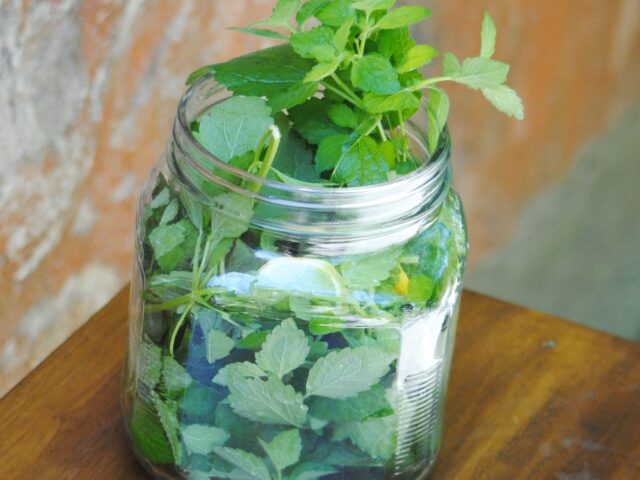 Herbs: A Place to Begin – Lemon Balm Tea