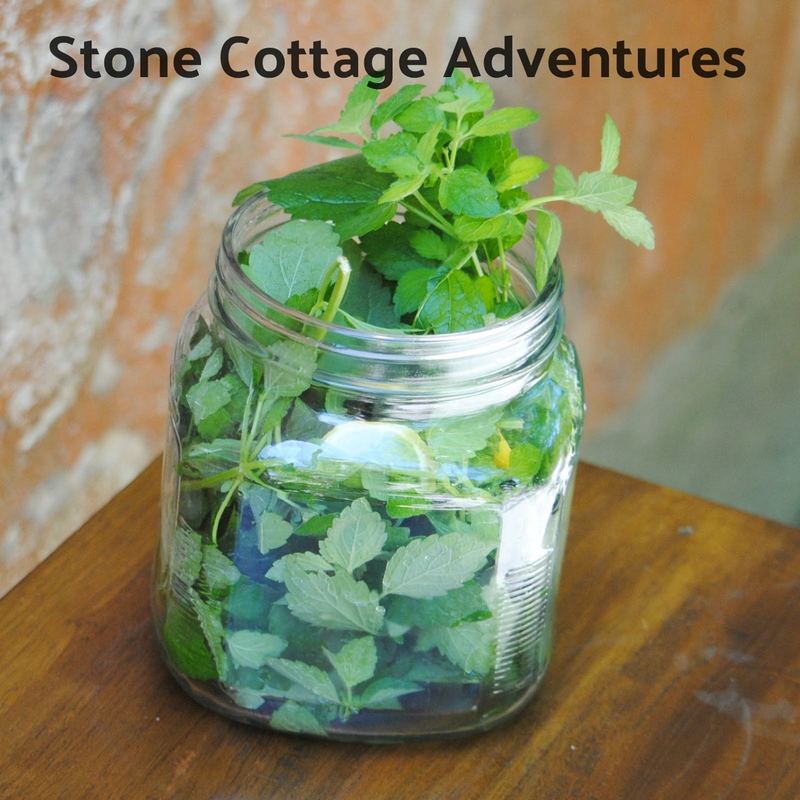 Herbs: A Place to Begin - Lemon Balm Tea – photo 1