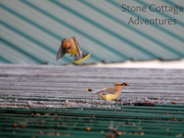 Cedar Waxwings on The Roof