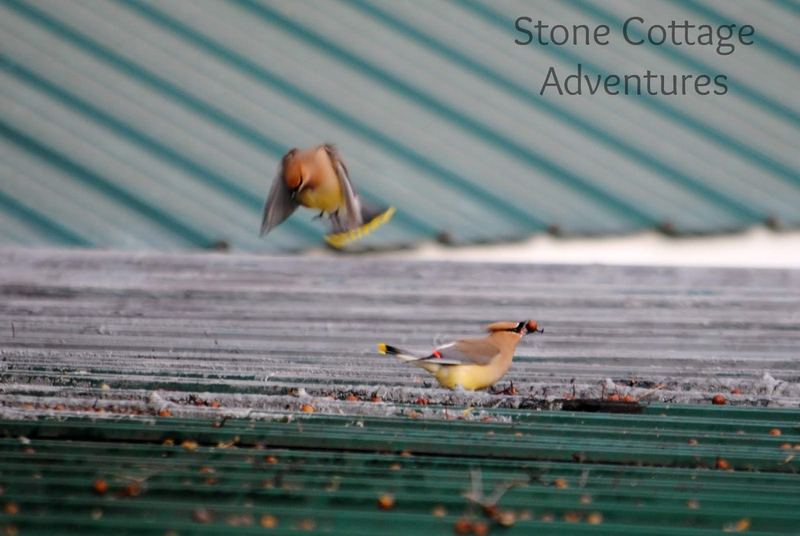 Cedar Waxwings on The Roof – photo 1