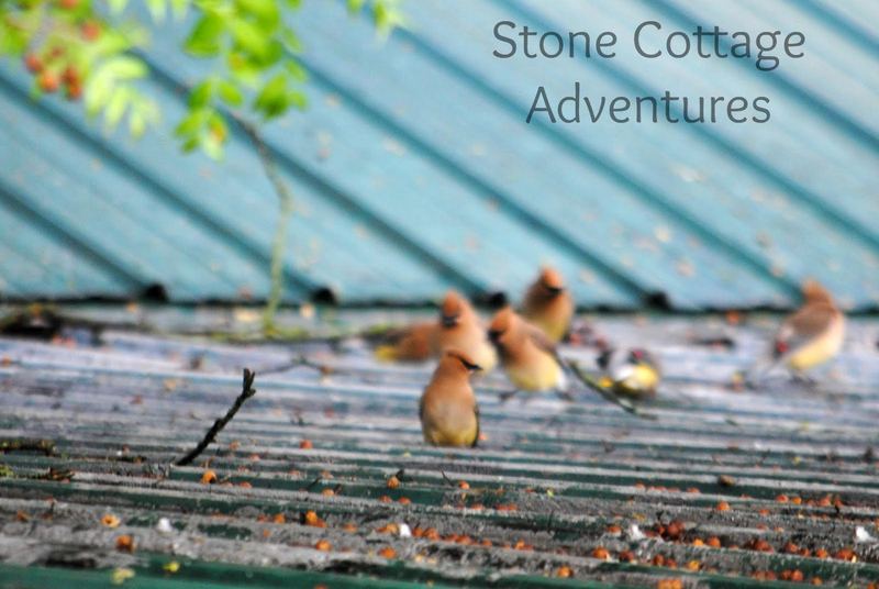 Cedar Waxwings on The Roof – photo 3